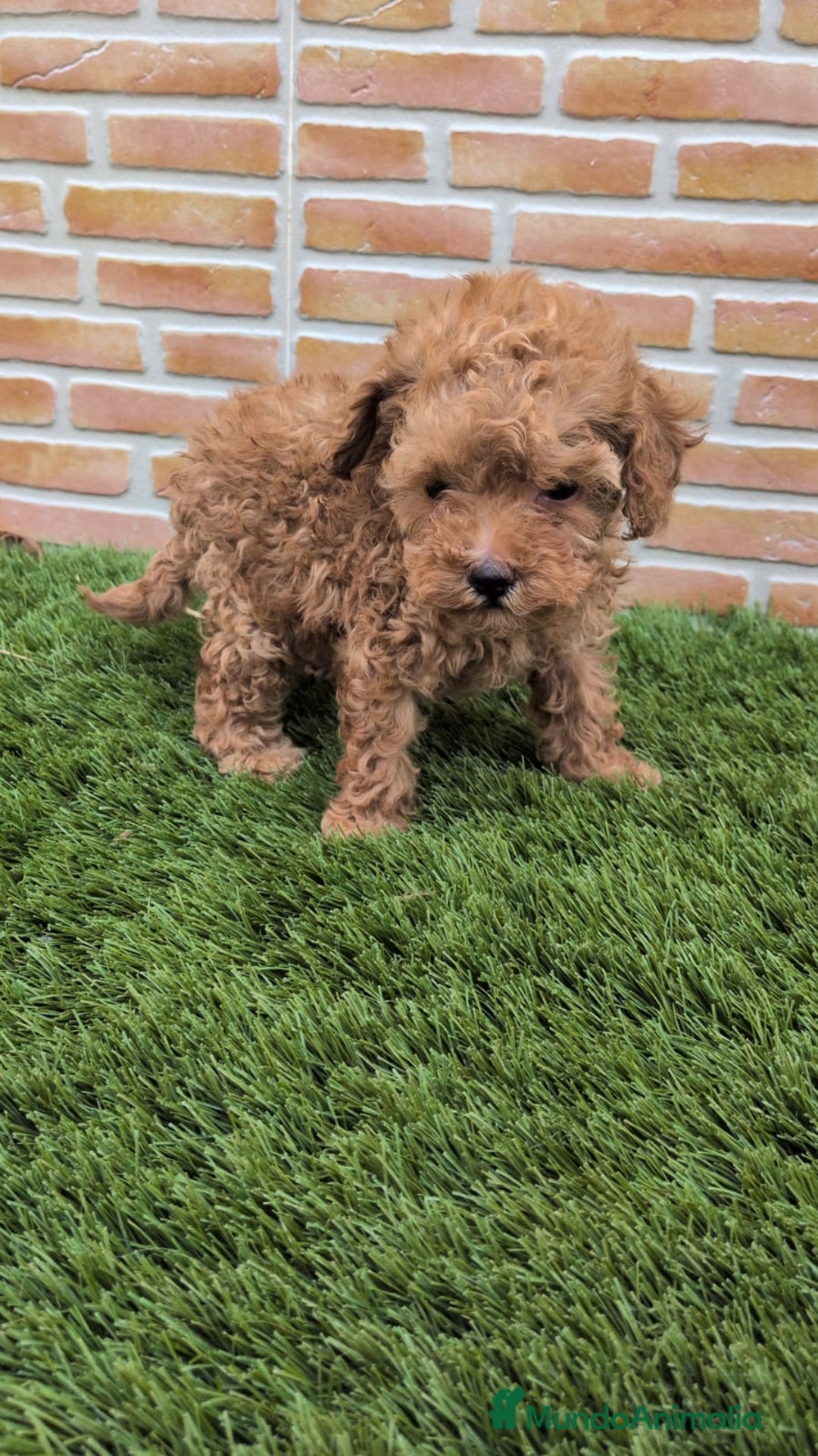 Caniche Toy perros en venta: Caniche toy  - Anuncio 4