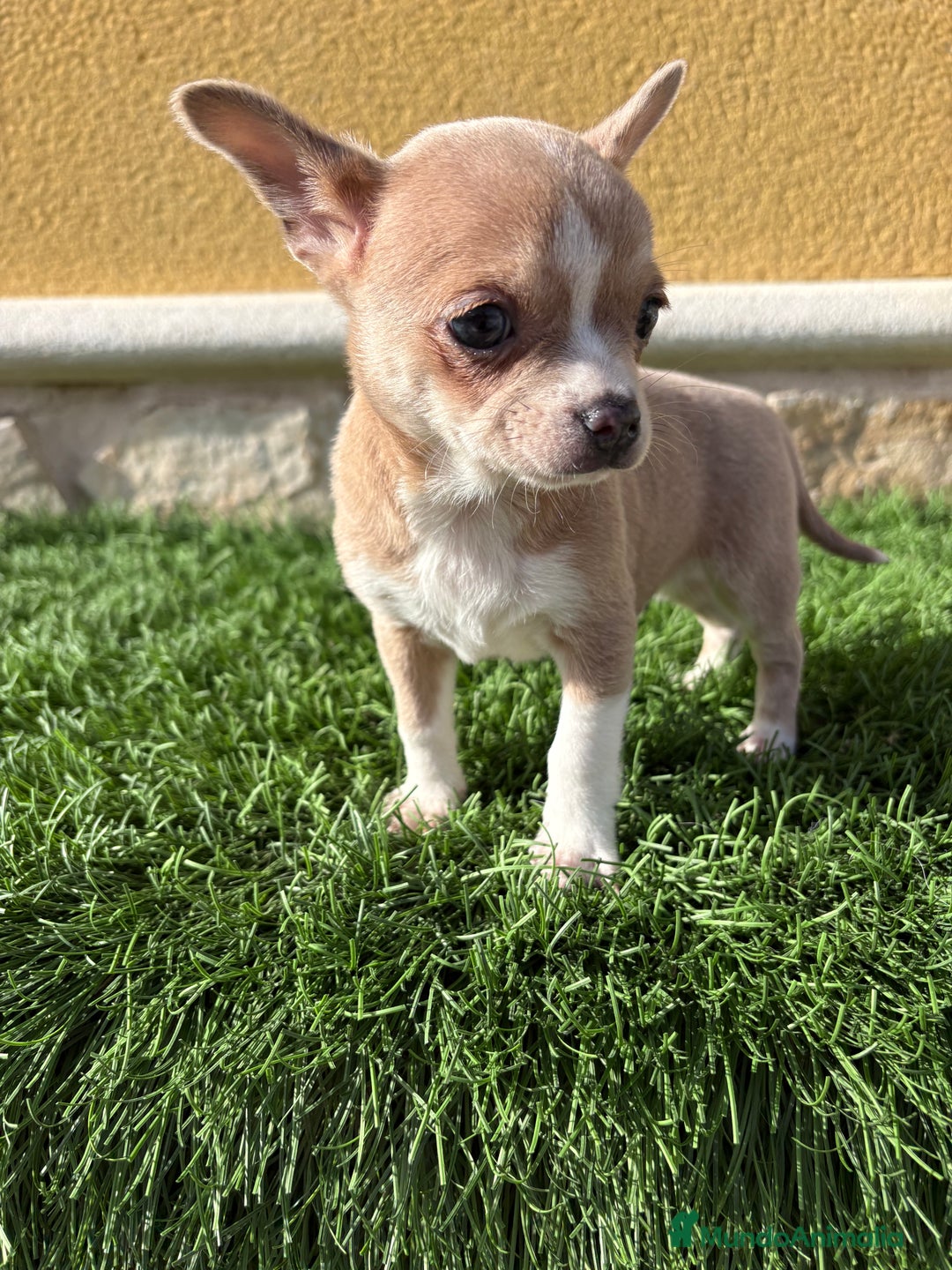 Chihuahua perros en venta: Chihuahua macho marrón blue ojos azules - Anuncio 11
