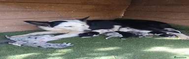 Border Collie 8