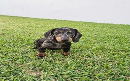 Teckel Miniatura perros en venta: TECKEL MINIATURA HEMBRA - Imagen 1