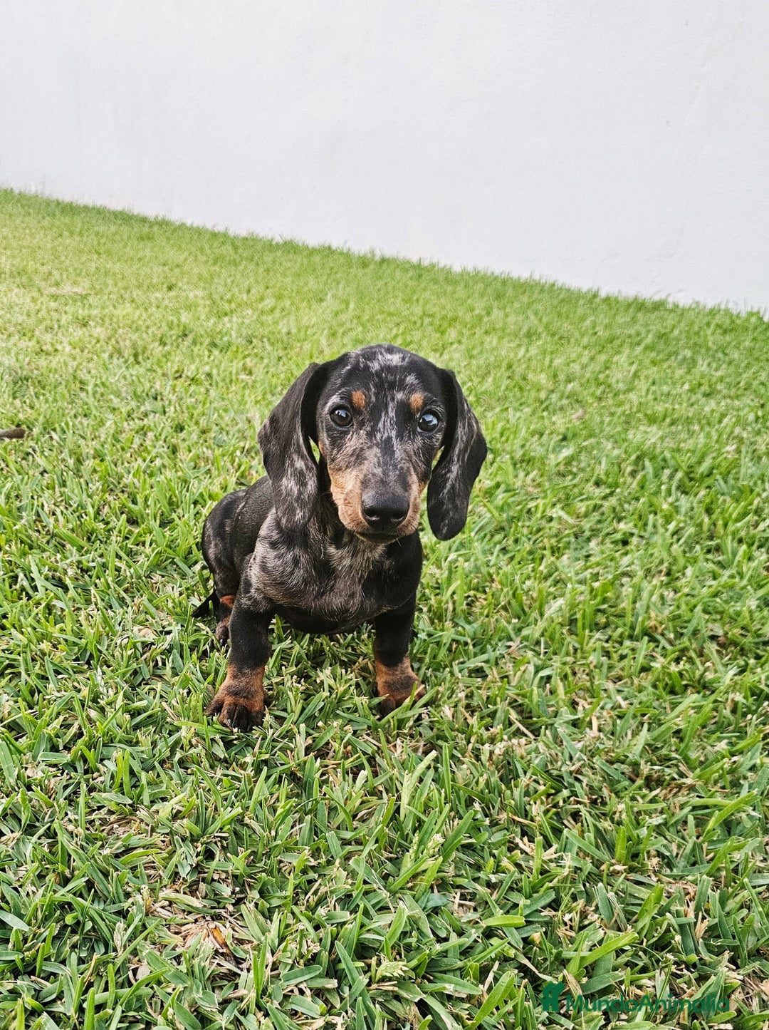 Teckel Miniatura perros en venta: TECKEL MINIATURA HEMBRA - Imagen 1