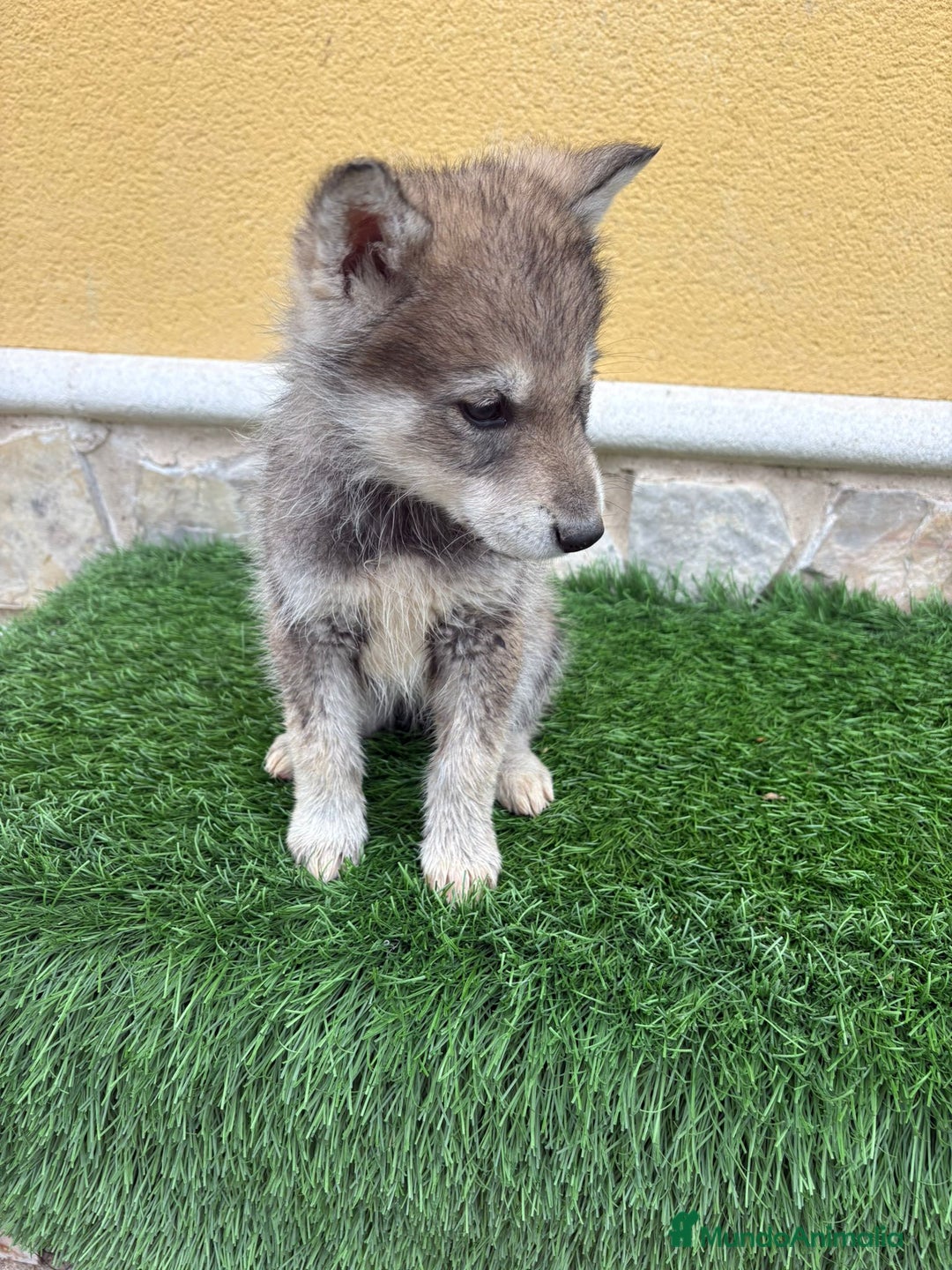 Perro Lobo de Saarloos perros en venta: Camada de Perro lobo Iberico impresionantes  - Anuncio 11