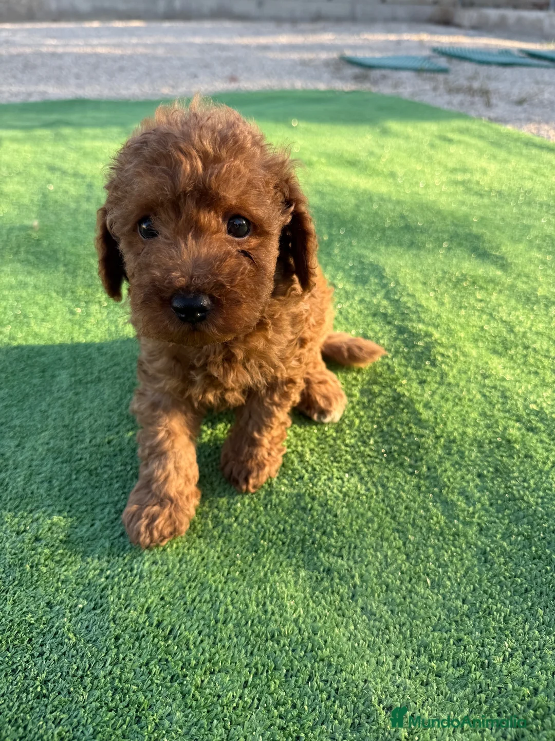 Caniche Toy perros en venta: Camada caniche toy  - Anuncio 3