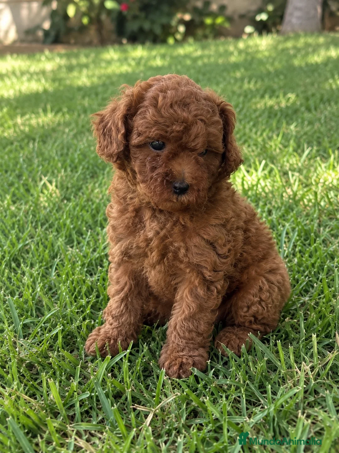 Caniche Toy perros en venta: CACHORRO DE CANICHE TOY ROJO - Anuncio 1