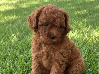Caniche Toy perros CACHORRO DE CANICHE TOY ROJO - Anuncio 2
