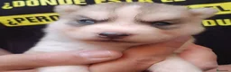 Husky Siberiano perros en venta: Siberian husky camada - Anuncio 6