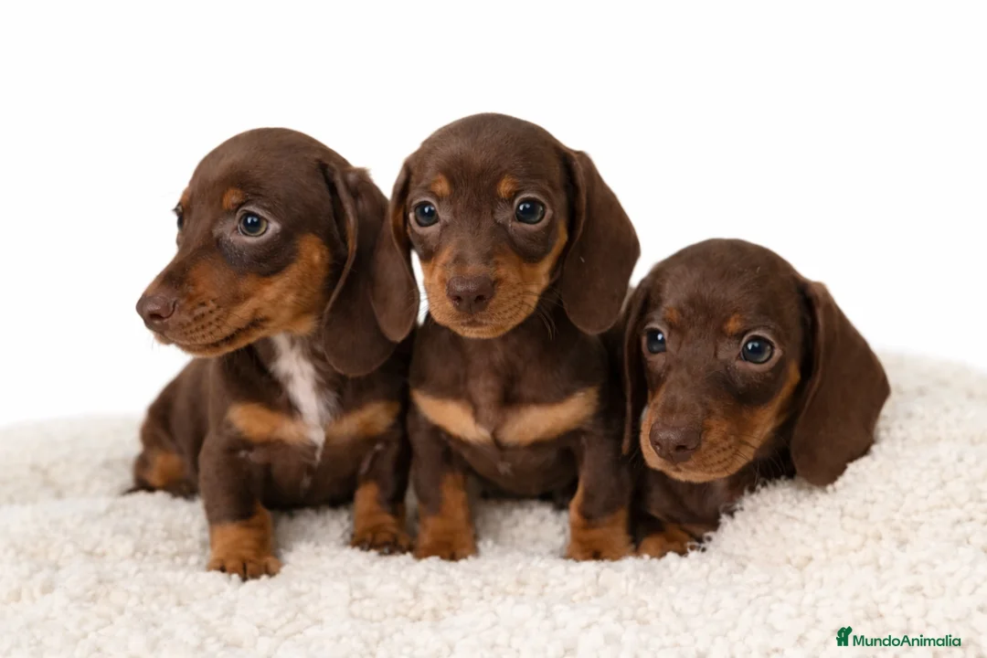 Teckel Miniatura perros en venta: Teckel chocolate mini  - Anuncio 1