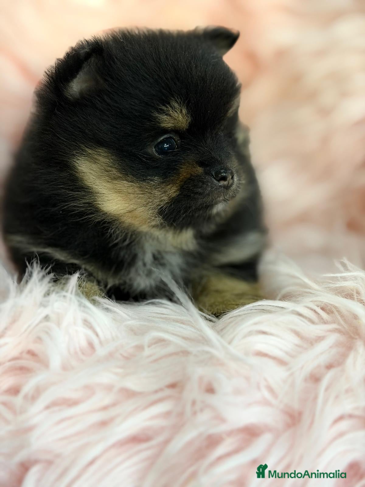 Pomerania perros POMERANIA BLACK AND TAN  - Anuncio 3
