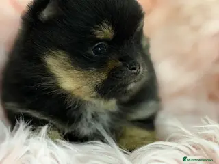 Pomerania perros POMERANIA BLACK AND TAN - Anuncio 3