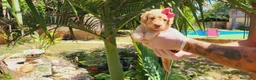 Caniche Mediano perros en venta: Caniches medianos! Macho y hembritas💖🐾 - Anuncio 1