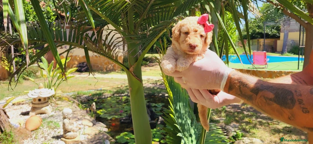Caniche Mediano perros en venta: Caniches medianos! Macho y hembritas💖🐾 - Anuncio 1
