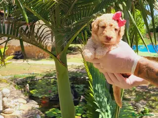 Caniche Mediano perros Caniches medianos! hembritas💖🐾 - Anuncio 1