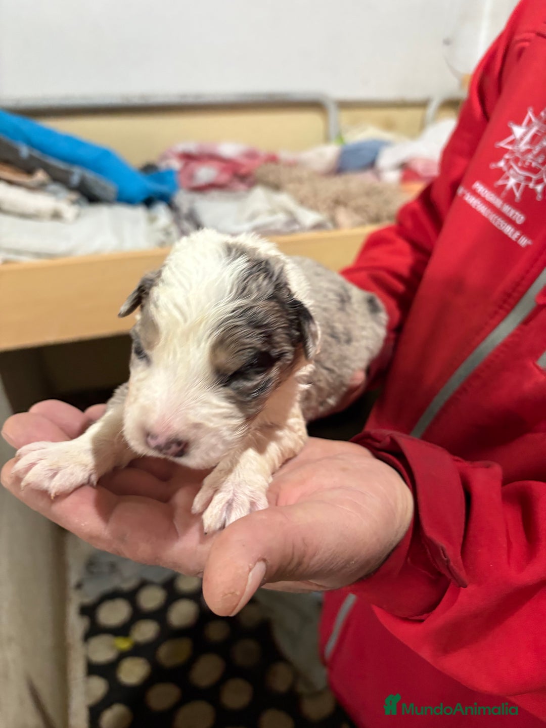 Border Collie perros en venta: Cachorros border collie machos y hembras varios  - Anuncio 30