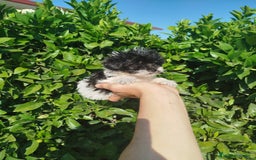 Maltipoo perros en venta: Maltipoo toy  - Imagen 3