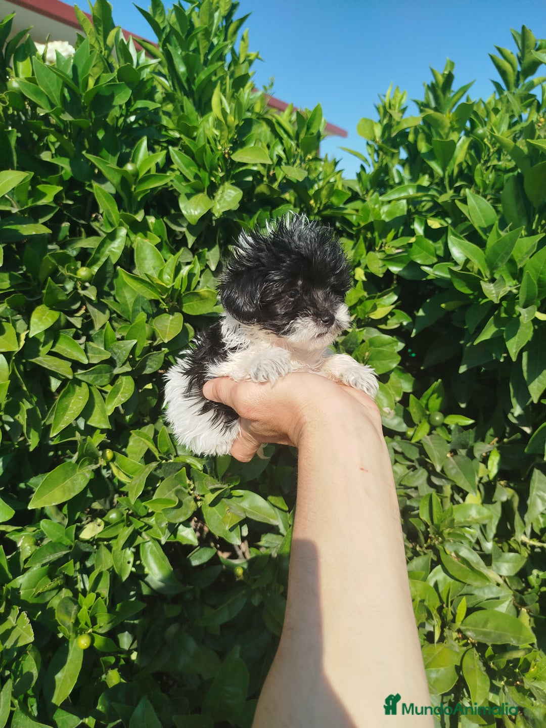 Maltipoo perros en venta: Maltipoo toy  - Imagen 3