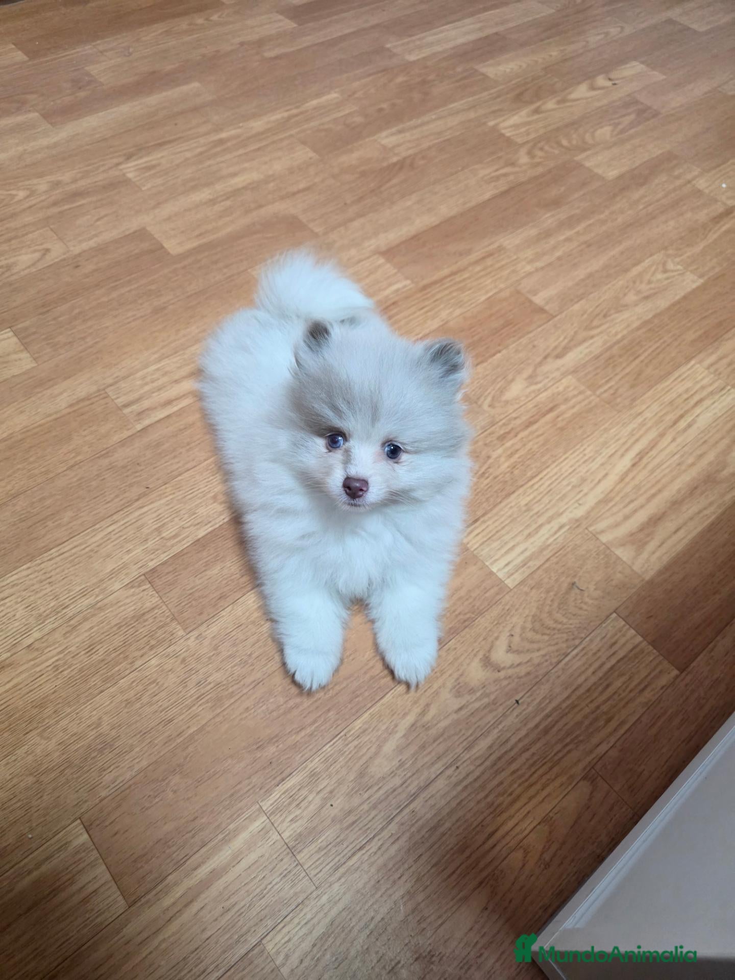 Pomerania perros Preciosa Osita Lulú Miniatura  - Anuncio 2