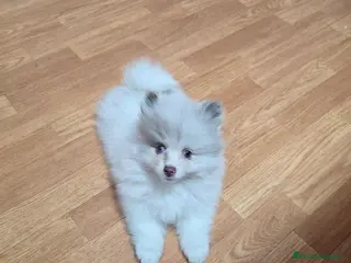 Pomerania perros Preciosa Osita Lulú Miniatura - Anuncio 3