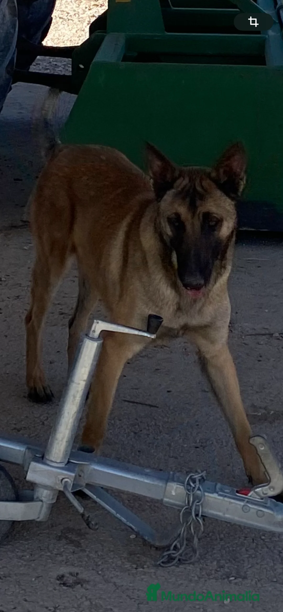 Pastor Belga Malinois perros en venta: Pastor belga malinois  - Anuncio 1