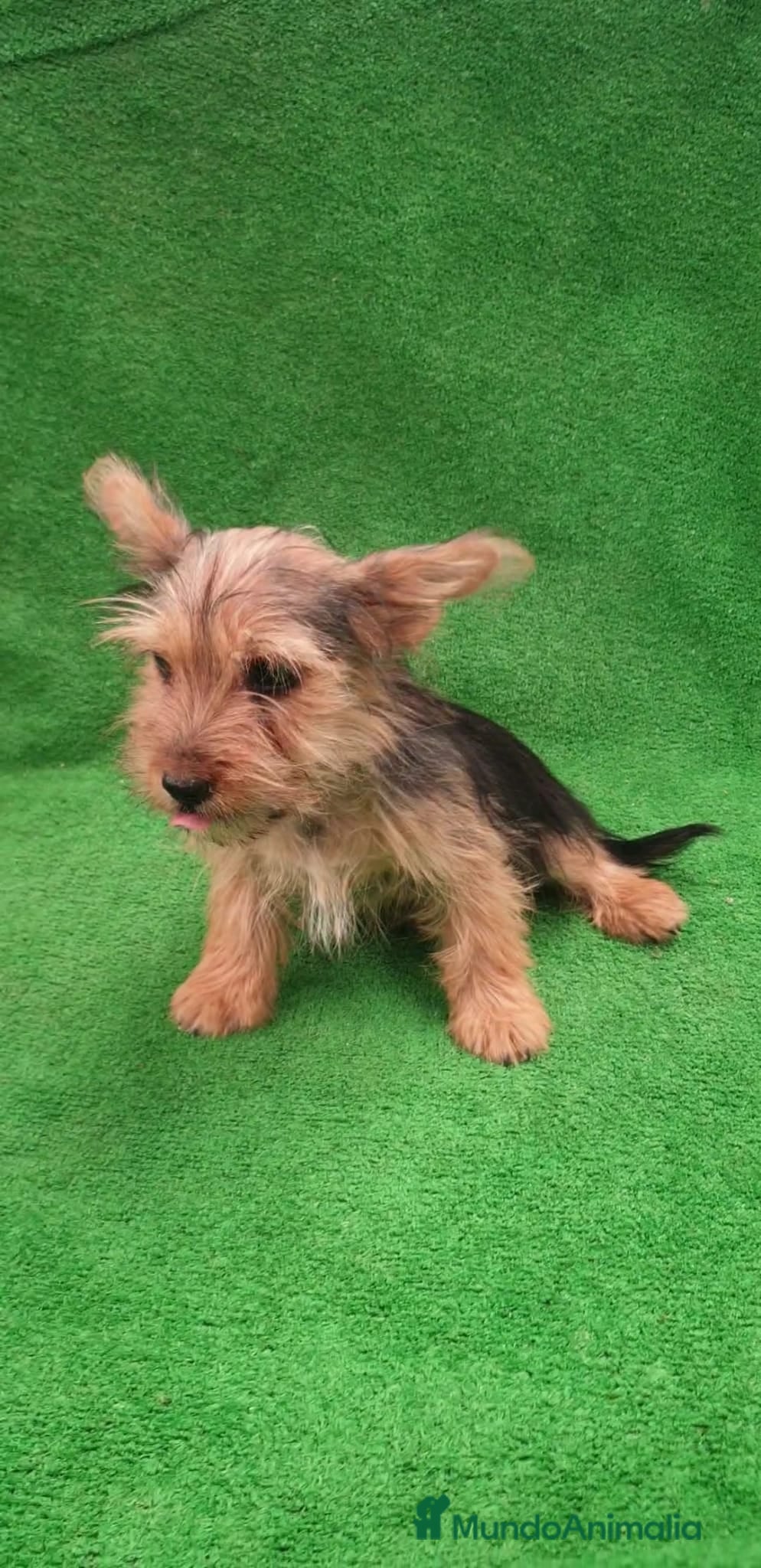 Yorkshire Terrier perros Se dan en adopción dos Yorkshire  - Anuncio 1