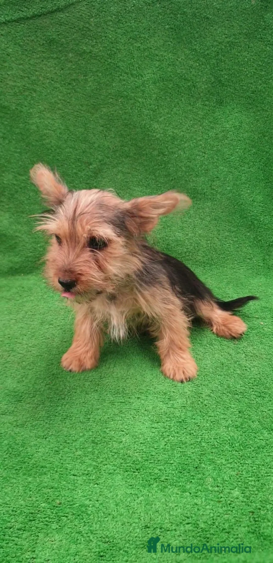 Yorkshire Terrier perros en adopcion: Se dan en adopción dos Yorkshire  - Anuncio 1