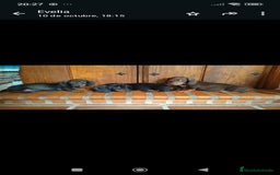 Teckel perros en venta: Tekel - Anuncio 1