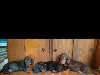 Teckel perros - Anuncio 5