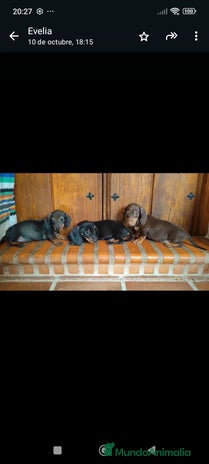 Teckel perros - Anuncio 6