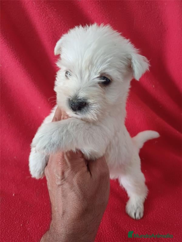 West Highland White Terrier perros Westy  - Anuncio 4