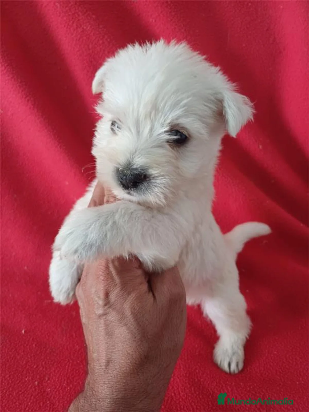 West Highland White Terrier perros en venta: Westy  - Anuncio 1