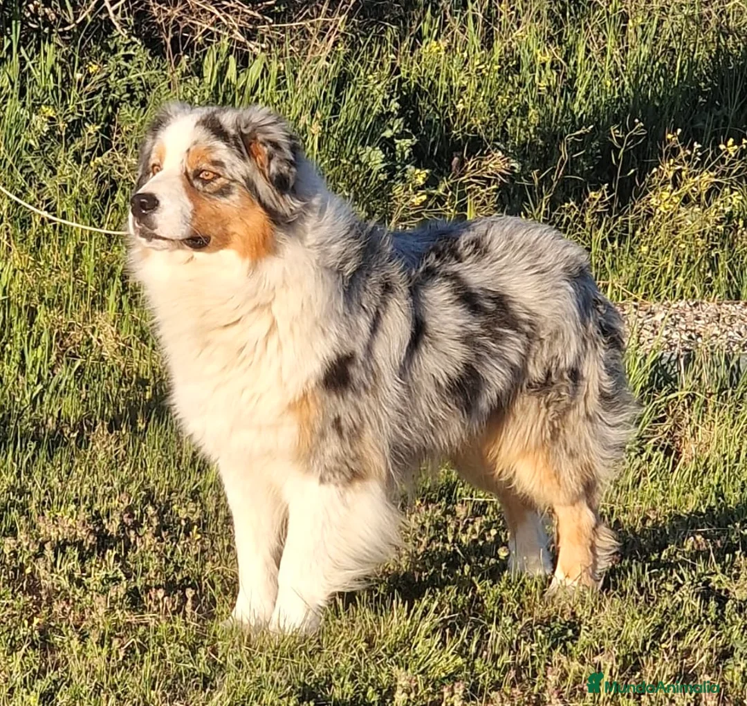 Imagen de galería {{count}}