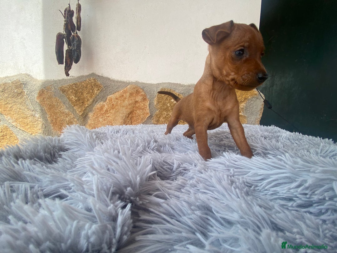 Pinscher Alemán perros en venta: Mini pinscher - Imagen 4