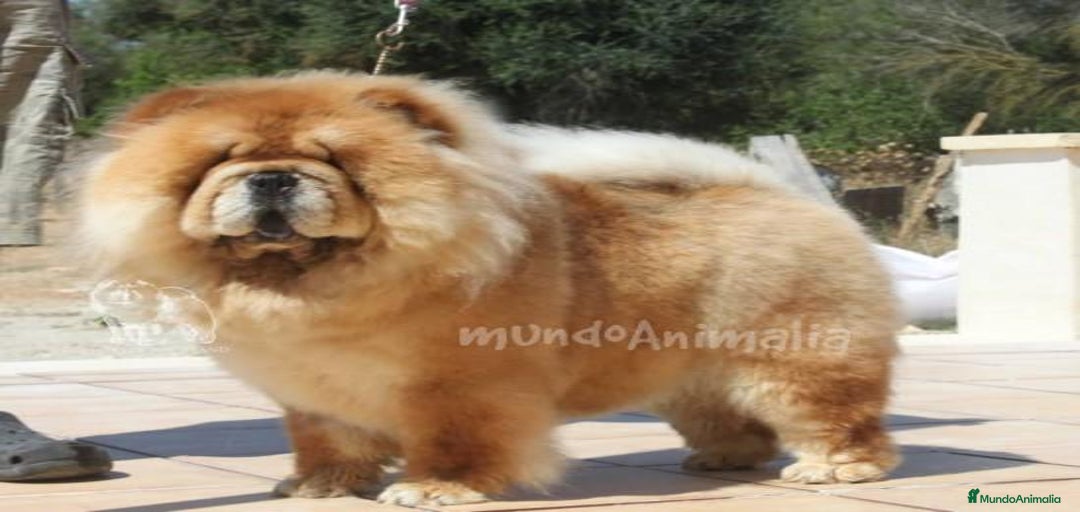 Imagen de galería {{count}}