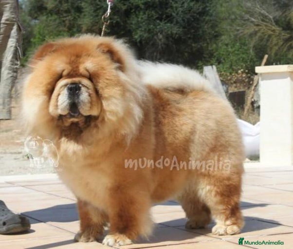 Imagen de galería {{count}}