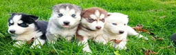 Husky Siberiano perros en venta: Husky bebé disponible ya - Anuncio 4