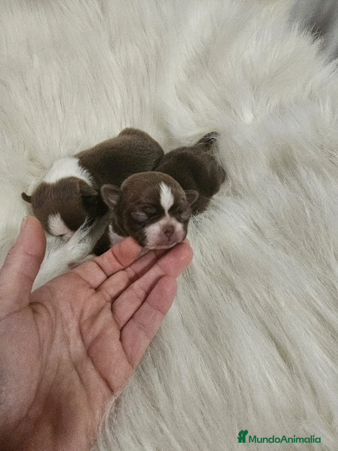 Chihuahua perros en venta: CHIHUAHUAS MINI TOYS en Murcia - Anuncio 2