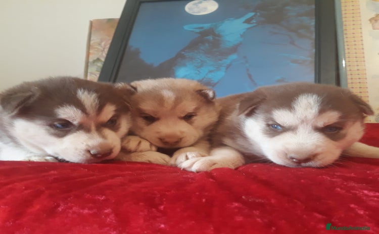 Husky Siberiano perros - Anuncio 1