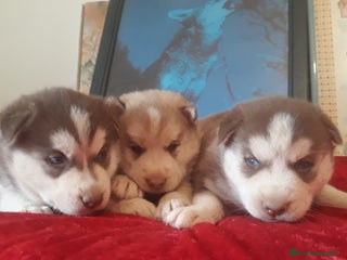 Husky Siberiano perros - Anuncio 1