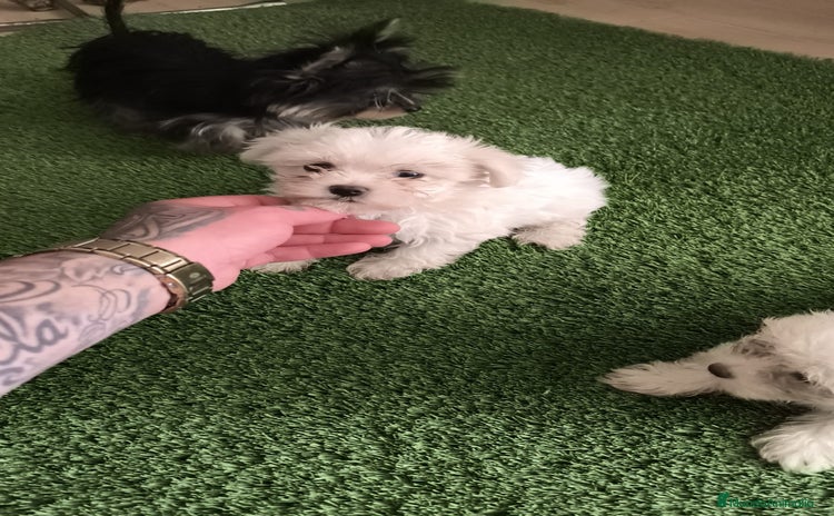 Bichón Maltés perros - Anuncio 3
