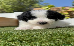 Perro de Agua Español perros en venta: PERRO DE AGUA ESPAÑOL MACHO - Imagen 21