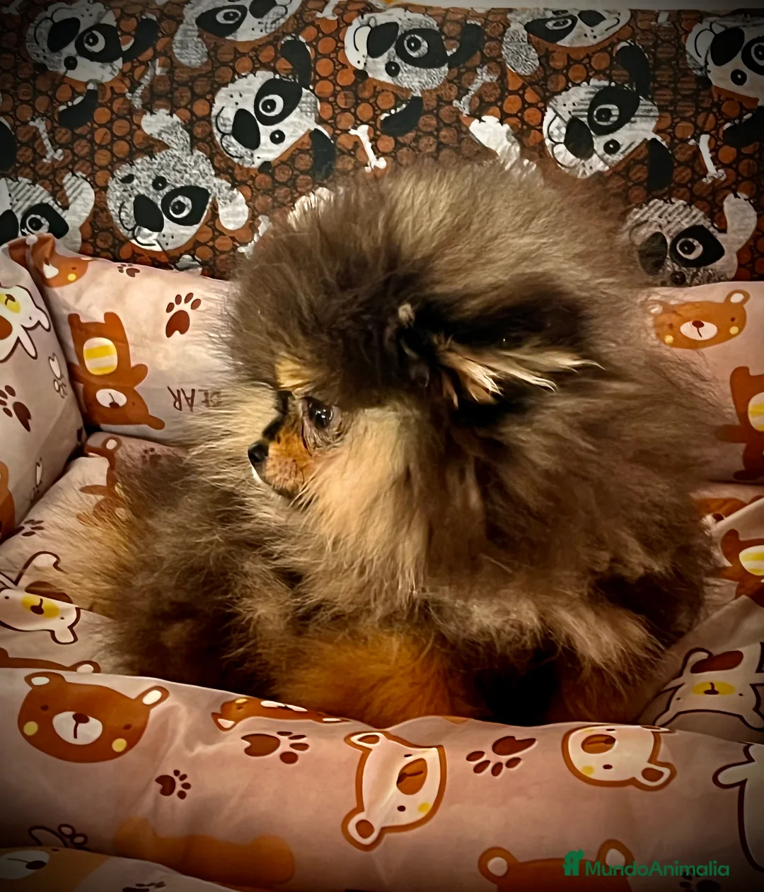 Pomerania perros en venta: Pomerania en Caraby Benidorm  - Anuncio 4