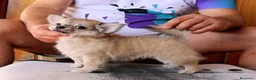 Chihuahua perros en venta: Chihuahua macho de pelo largo - Anuncio 4