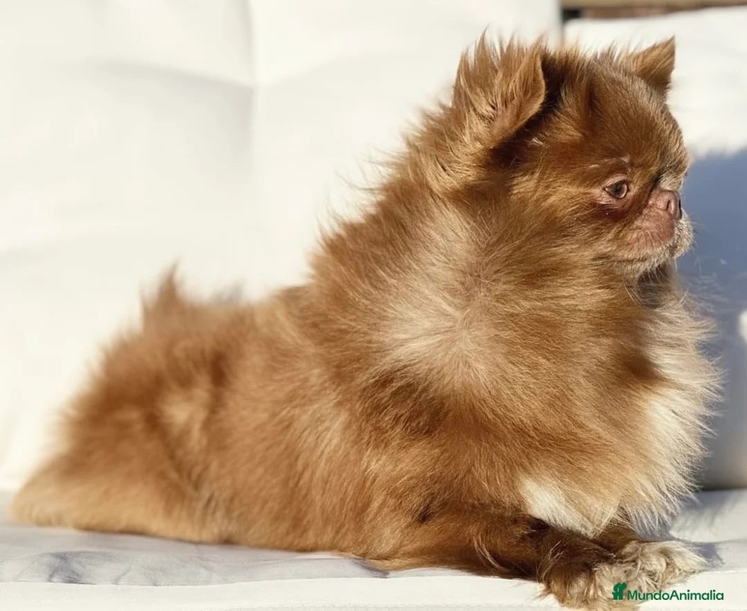 Chihuahua perros en venta: CHIHUAHUA HEMBRA LILAC PELO LARGO LÍNEA RUSA - Anuncio 5