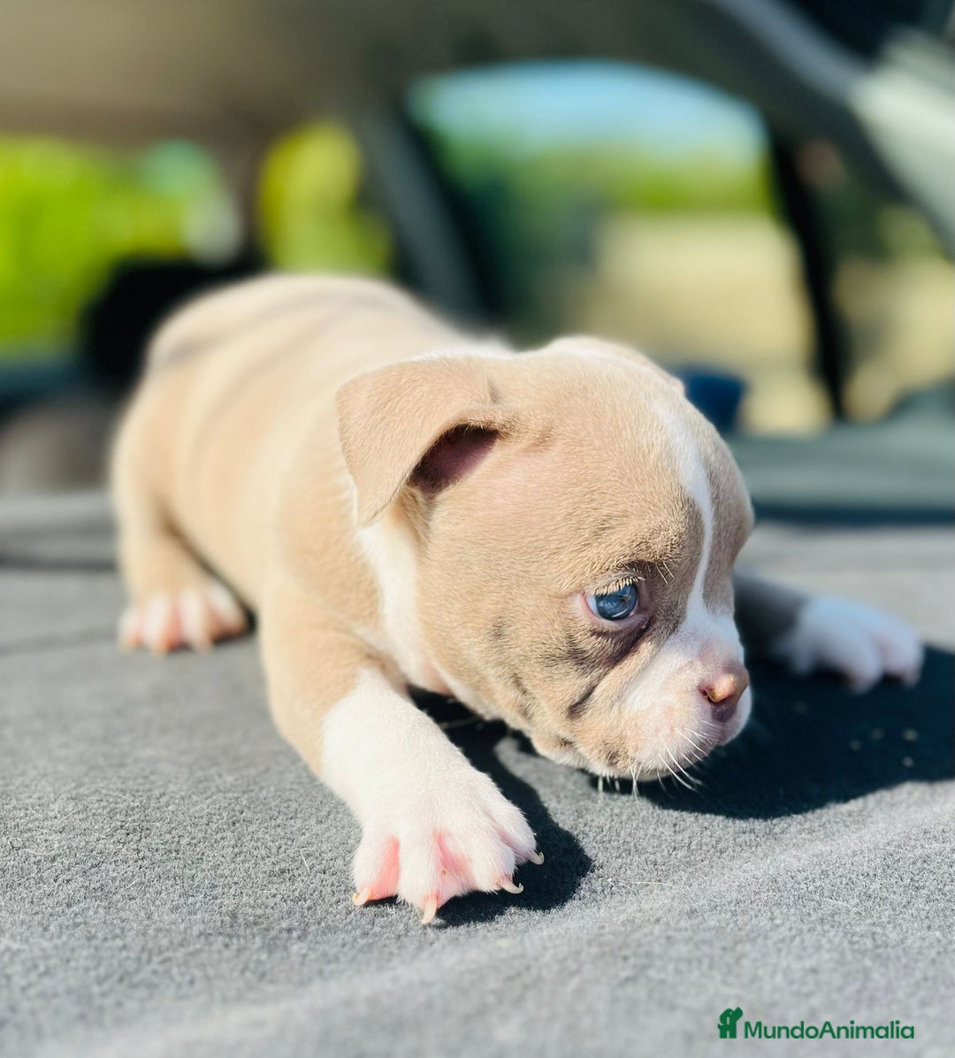 American Bully perros en venta: American bully pocket  - Imagen 16