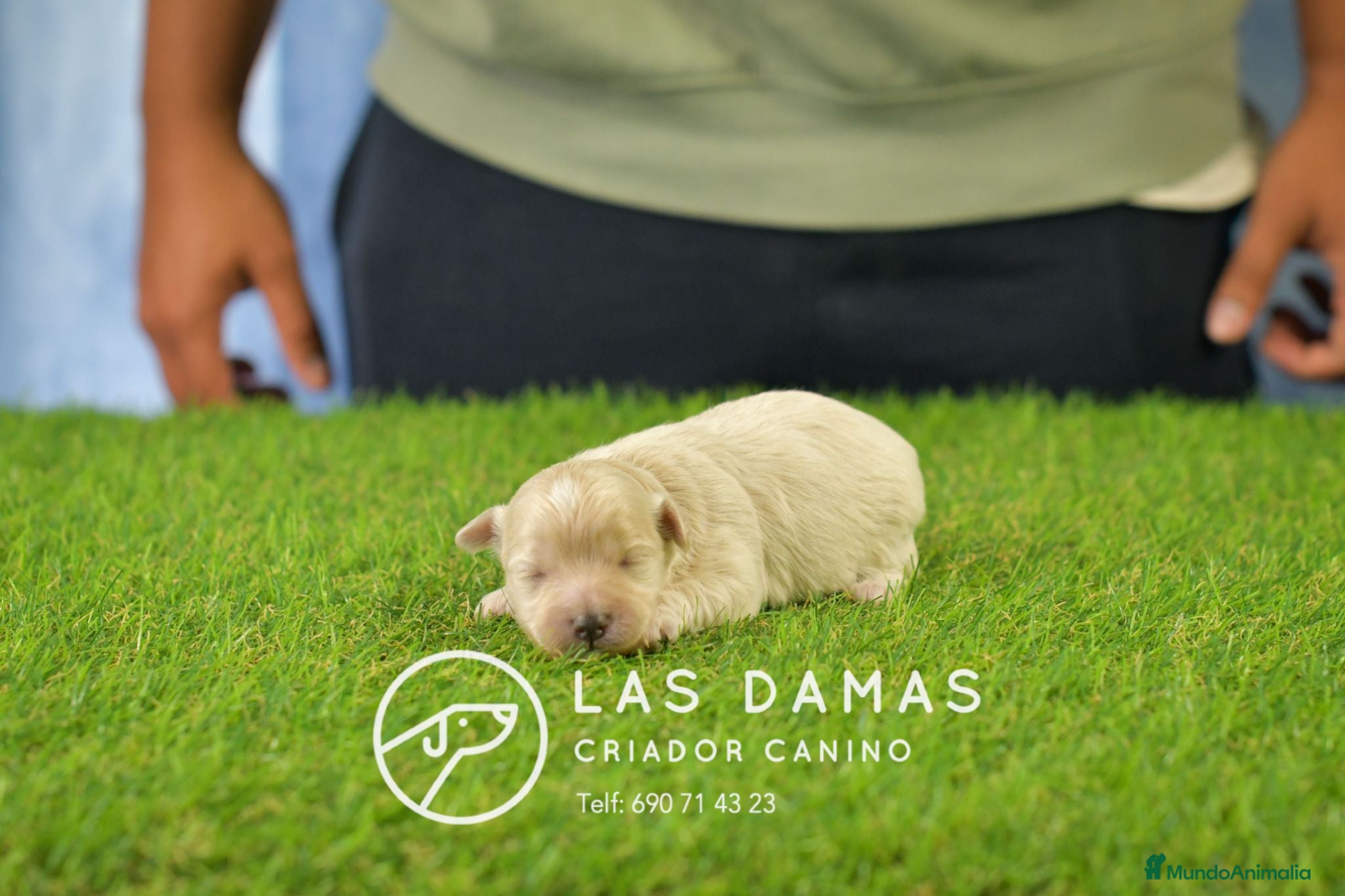 Maltipoo perros Hembras Maltipoo disponibles.  - Anuncio 21