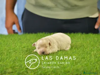 Maltipoo perros Hembras Maltipoo disponibles. - Anuncio 3