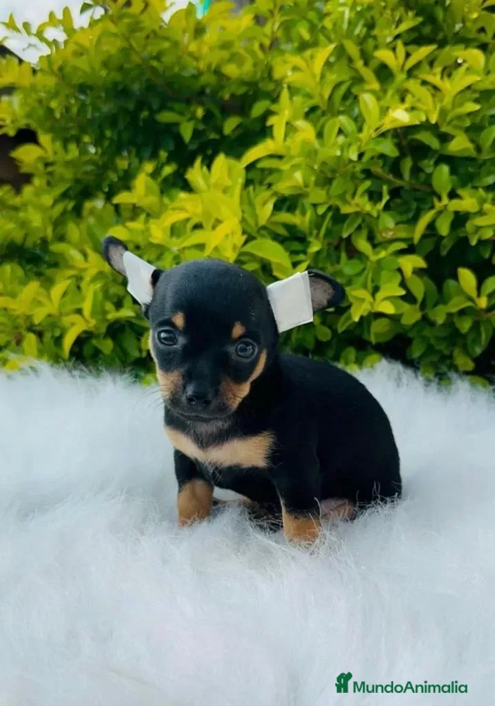 Pinscher Miniatura perros Pinscher miniatura !  - Anuncio 2