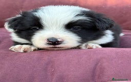 Border Collie perros en venta: Impresionantes Border Colliec - Imagen 3