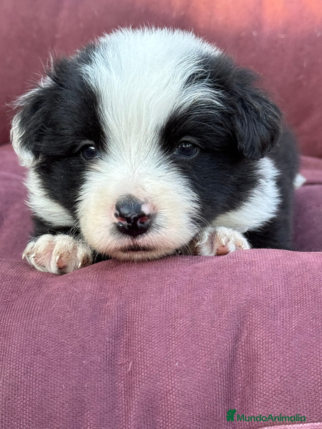 Border Collie perros en venta: Impresionantes Border Colliec - Imagen 3