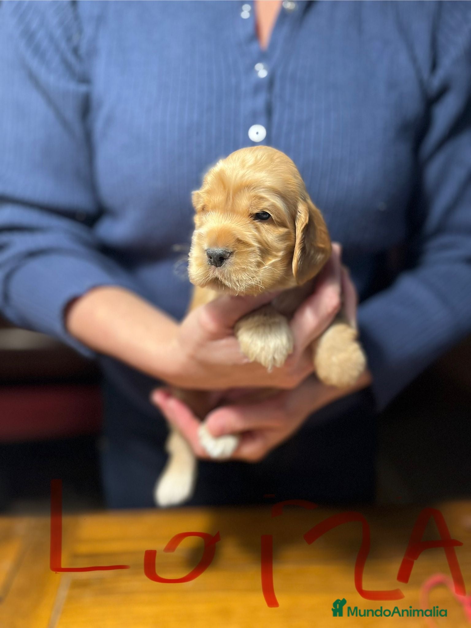 Cocker Spaniel Inglés perros Excepcionales cachorros cocker spaniel inglés  - Anuncio 6