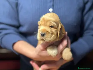 Cocker Spaniel Inglés perros Excepcionales cachorros cocker spaniel inglés - Anuncio 3